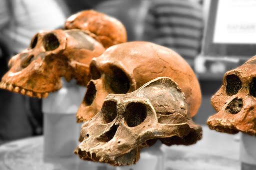 WEB Skull Evolution &#8211; pt