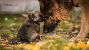 shutterstock_159354989