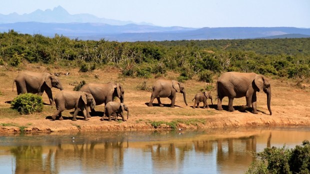 ONG defende que elefantes e elefantas são pessoas