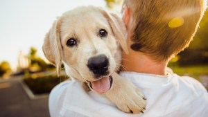 o amor dos cães