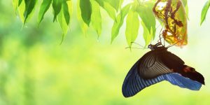 Como o cérebro percebe a beleza da natureza