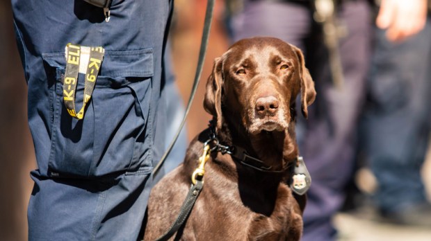 Cachorro da polícia
