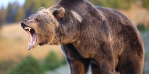 Herói: Lutador de wrestler pula em urso para salvar vida de amigo
