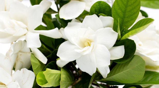 Gardênias